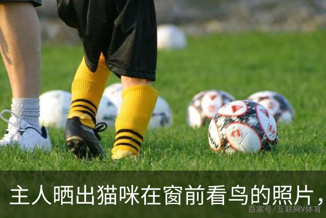 主人晒出猫咪在窗前看鸟的照片，网友：第一次害怕被一只猫家暴，一拳过来就受不了